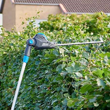 Everything You Need to Know About Beech Hedge Trimming and Pruning