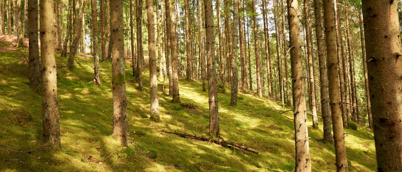 Sunlit mossy forest slope with tall trees and soft golden light filtering through the branches.